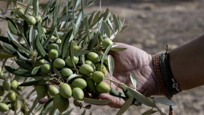 Aceitunas de un campo de olivos en Fuerte del Rey, Jaén.