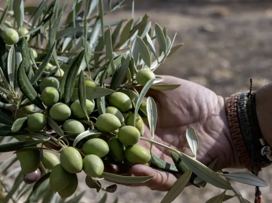 Aceitunas de un campo de olivos en Fuerte del Rey, Jaén.