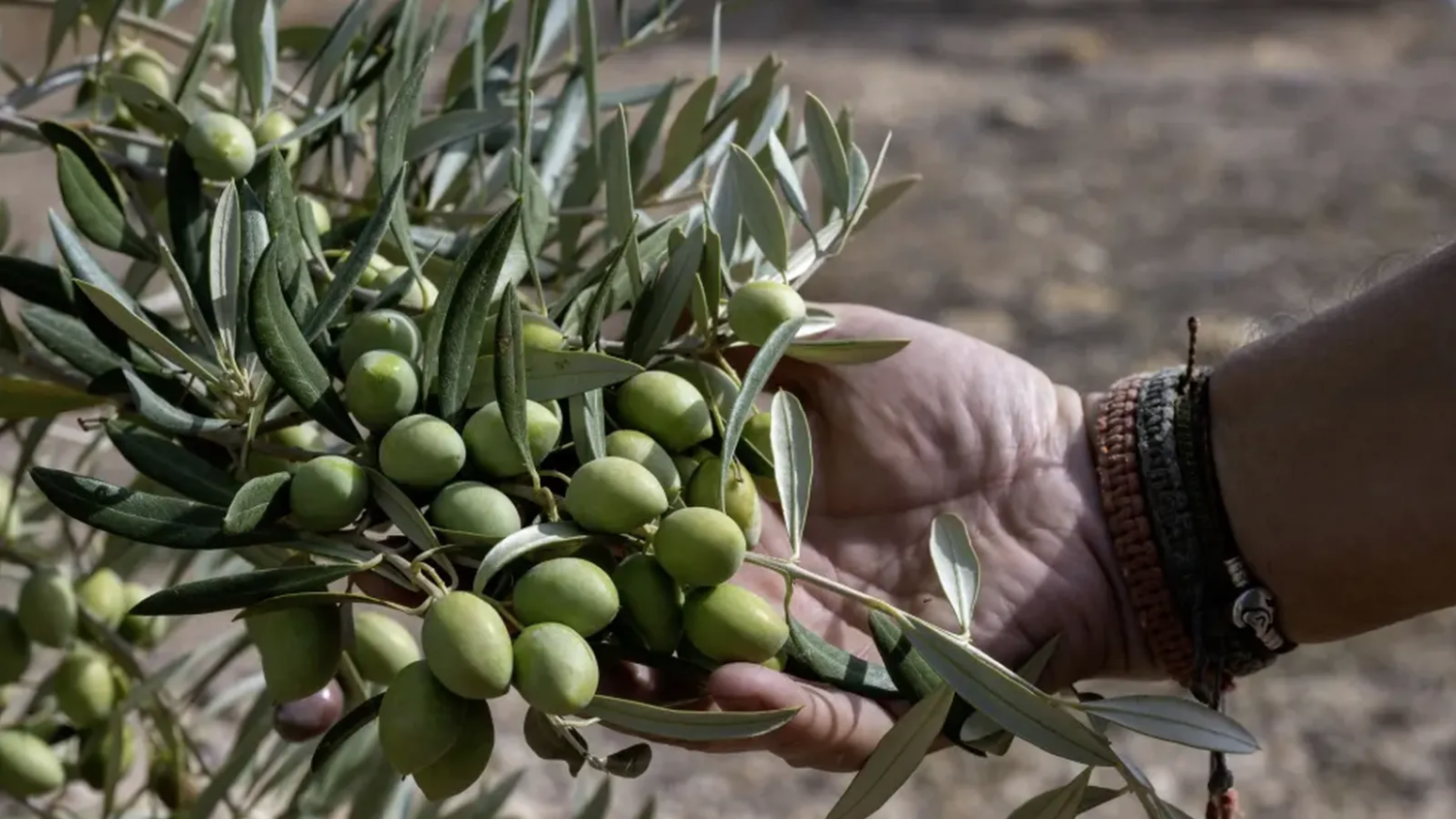 Aceitunas de un campo de olivos en Fuerte del Rey, Jaén.